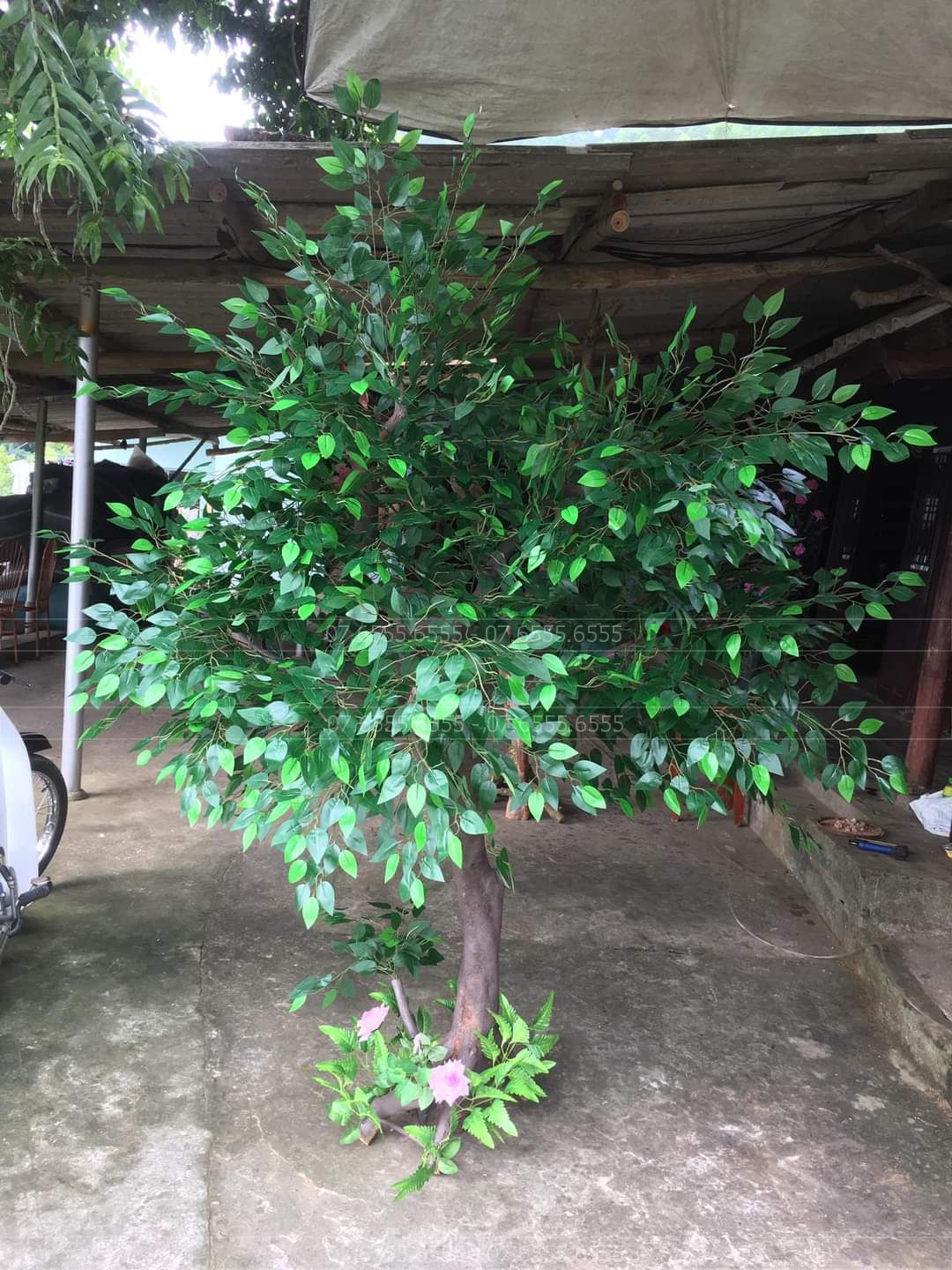 cay-si-gia-cao-1m8