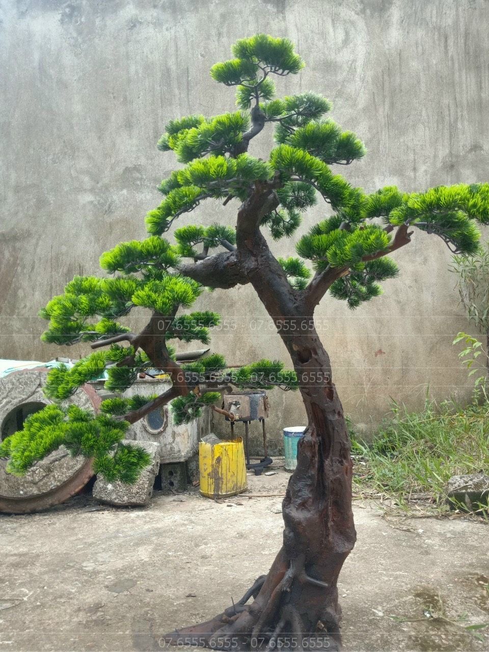 cay-tung-bonsai-gia-1