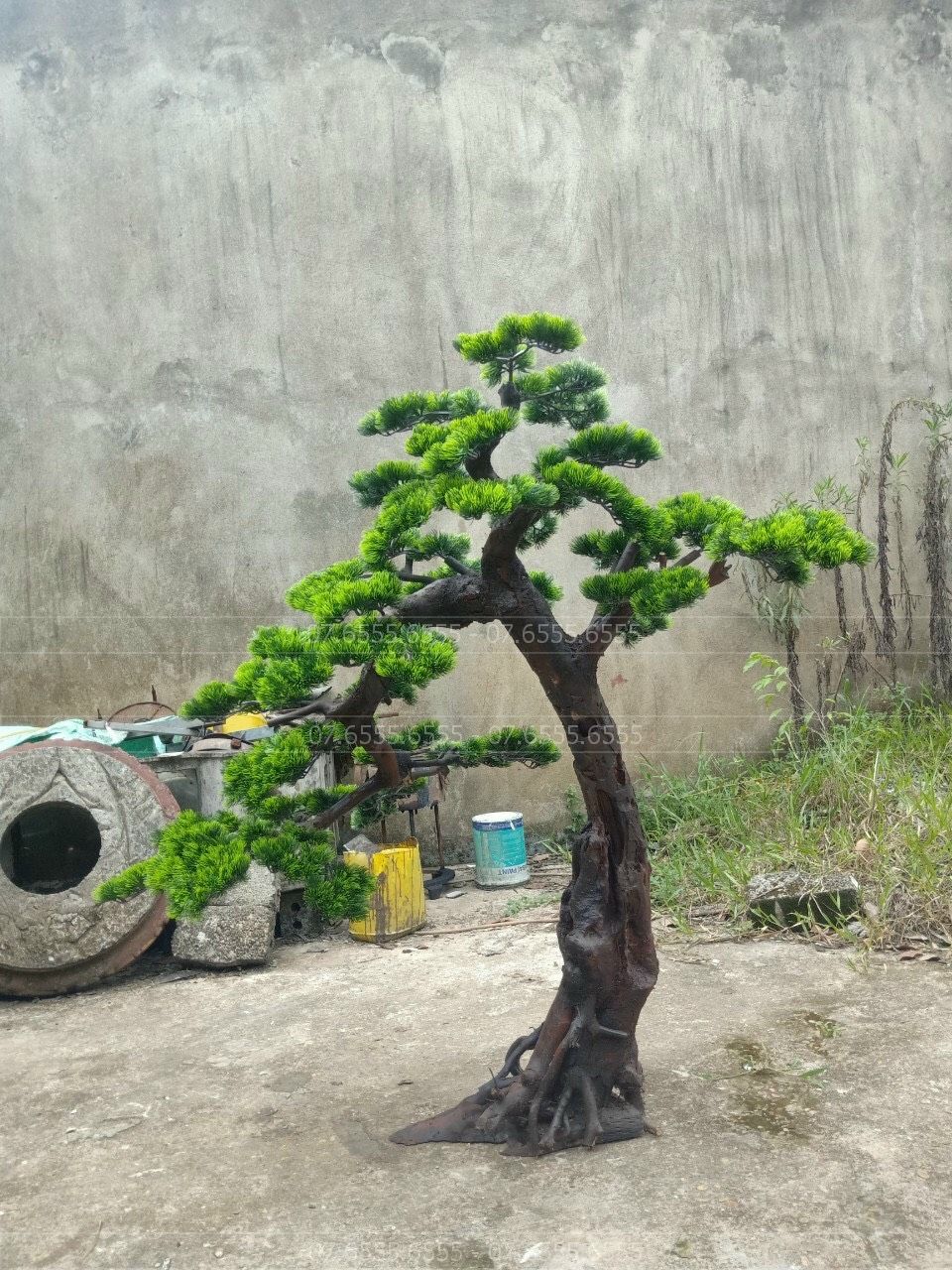 cay-tung-bonsai-gia-2