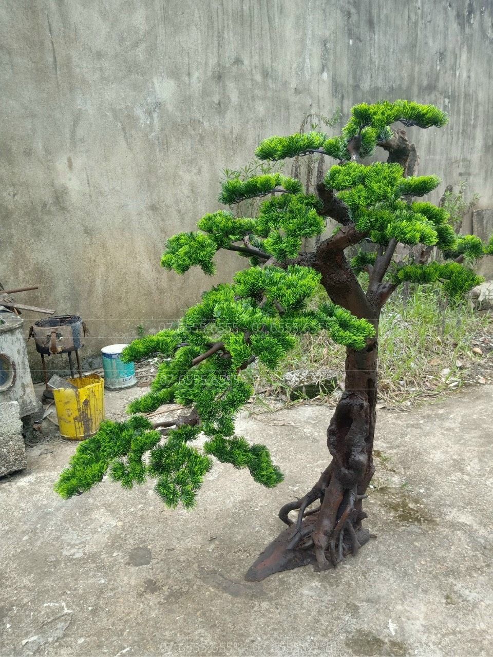 cay-tung-bonsai-gia