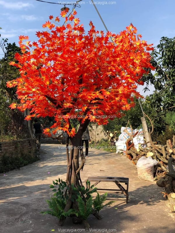 cây cổ thụ lá đỏ giả tại thái nguyên cây cổ thụ lá đỏ giả tại thái nguyên