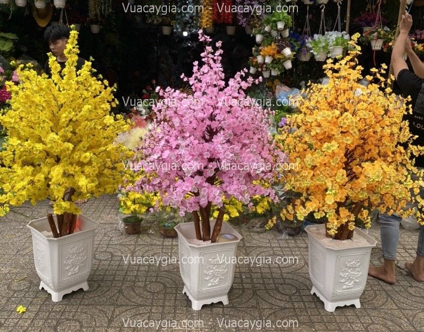 cây hoa anh đào cao 1m5 cây hoa anh đào cao 1m5