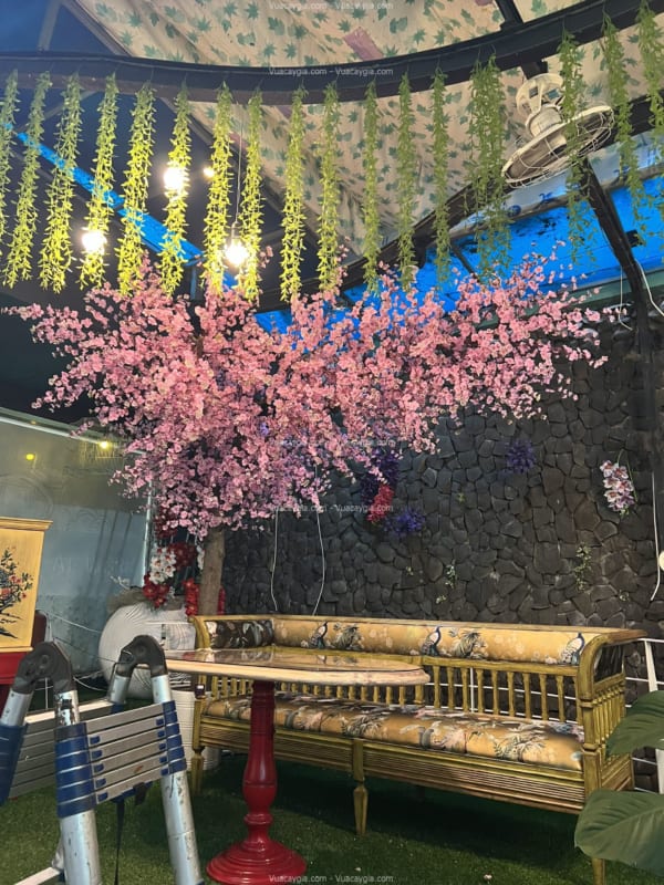 cây hoa anh đào cao 2m5 tán lệch