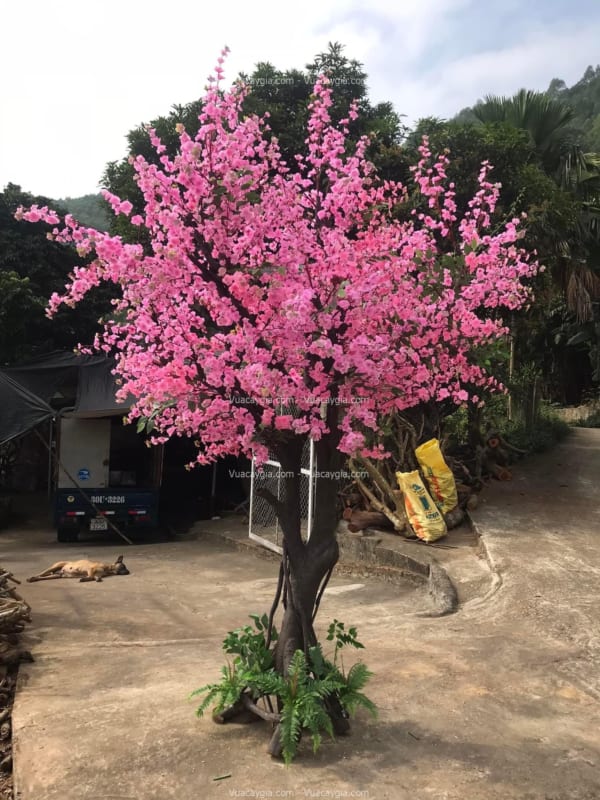 cây hoa anh đào giả cao 3m
