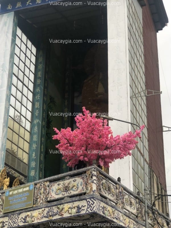 cây hoa anh đào giả tại hải phòng