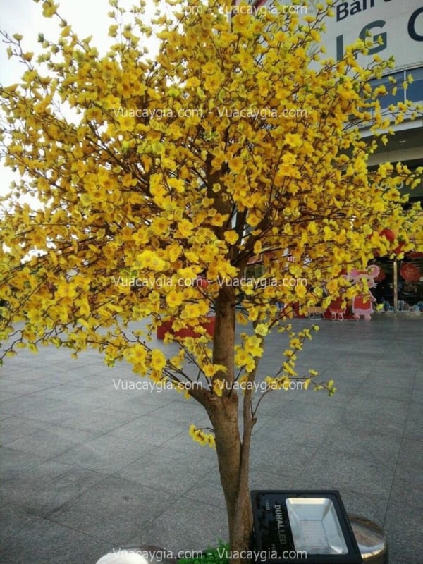 cây hoa mai vàng giả cao 2m5