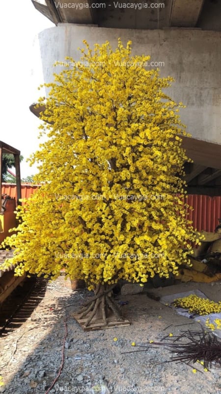 cây hoa mai vàng giả cao 4m
