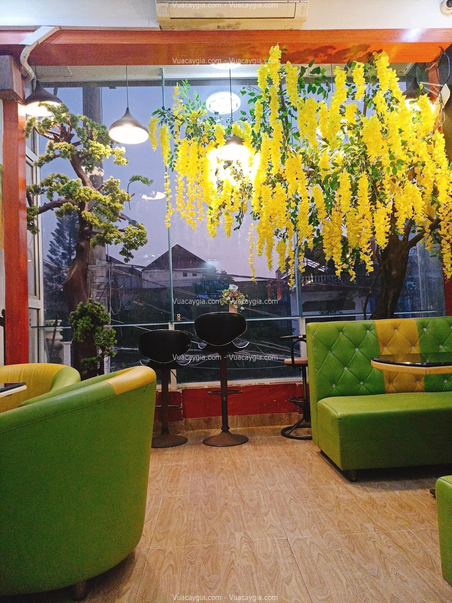 cay-hoa-mai-vang-gia-quang-ninh