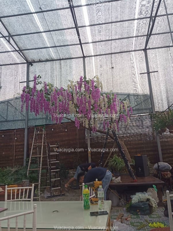 cây hoa tử đằng giả tán đổ hà nội