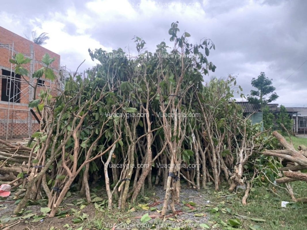 cây khô giả tại nha trang