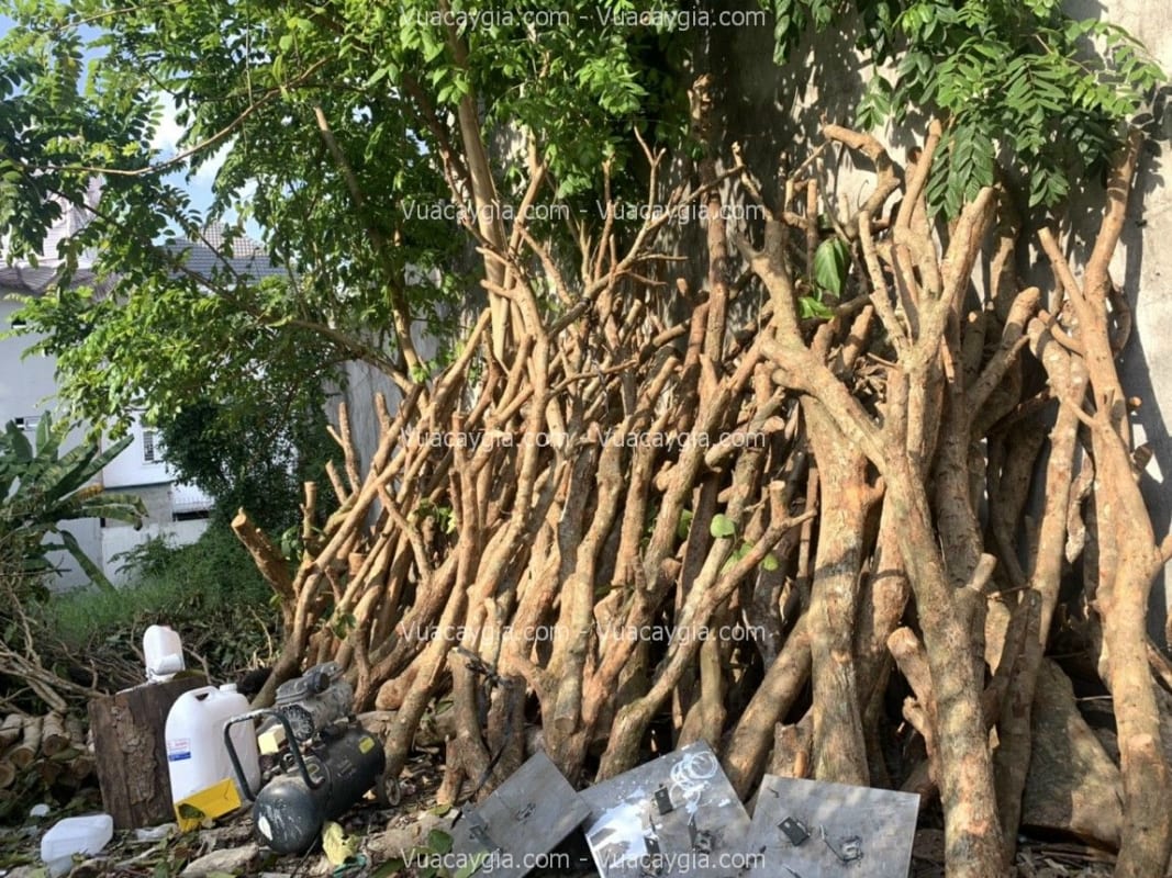 cây khô giả tại nha trang