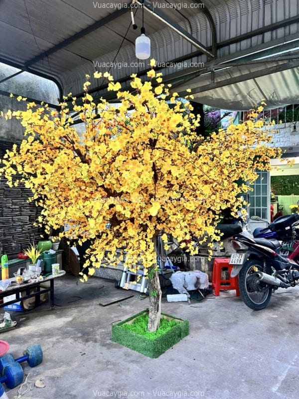 cây mai giả cao 2m5 tán 2m5
