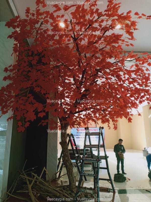 cây phong lá đỏ góc tường