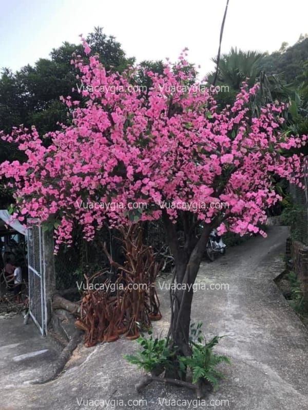 cho thuê cây hoa anh đào giả tại nha trang cho thuê cây hoa anh đào giả tại nha trang