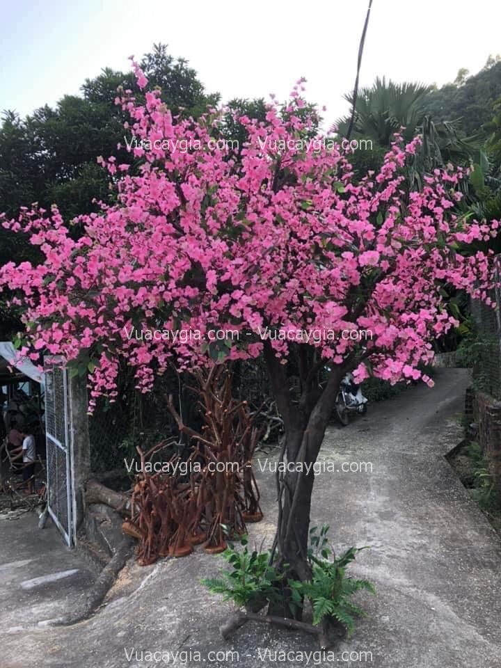 cho-thue-cay-hoa-anh-dao-gia-tai-nha-trang
