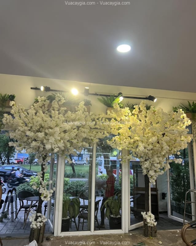 Cây anh đào giả hoa trắng