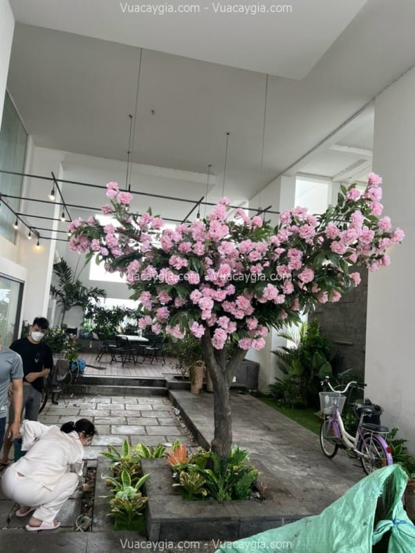 Cây cổ thụ hoa mẫu đơn giả