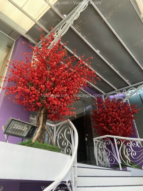 Cây hoa anh đào đỏ giả
