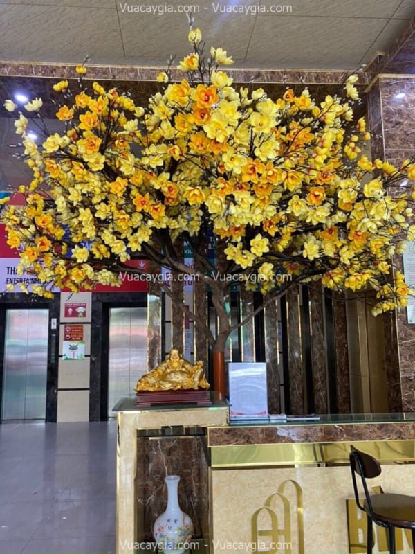 cây hoa mộc lan giả giá rẻ