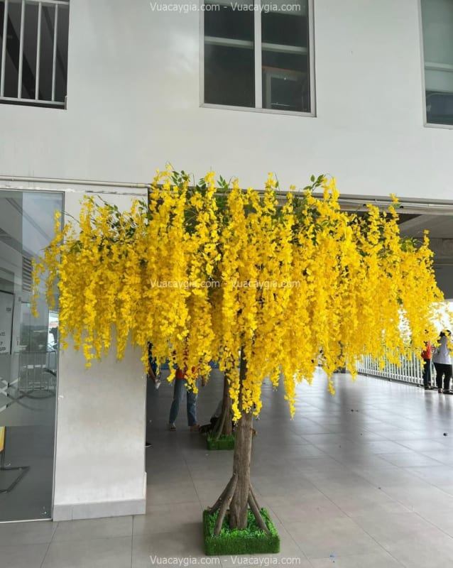 Cây hoa tử đằng vàng giả Cây hoa tử đằng vàng giả