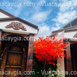 Cây phong giả quận 9 HCM