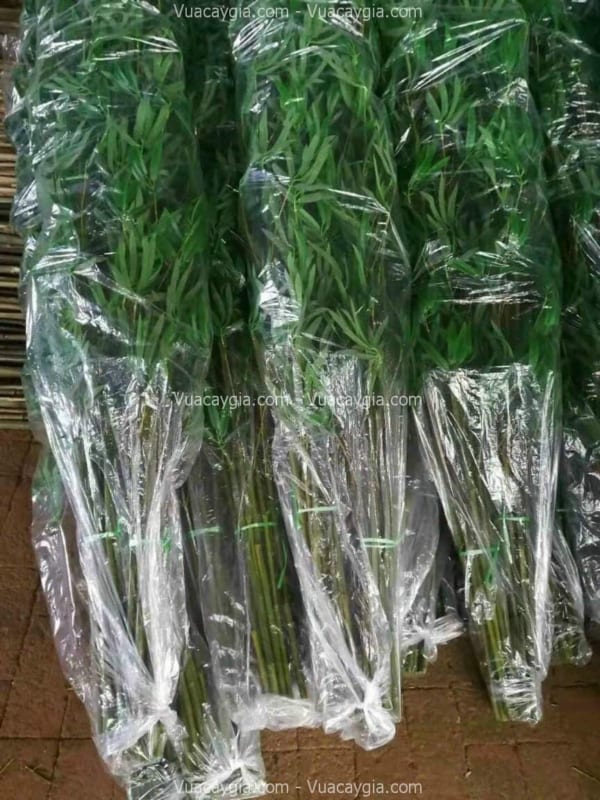 mua cây trúc quân tử giả