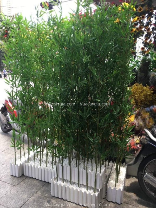 mua cây trúc quân tử giả