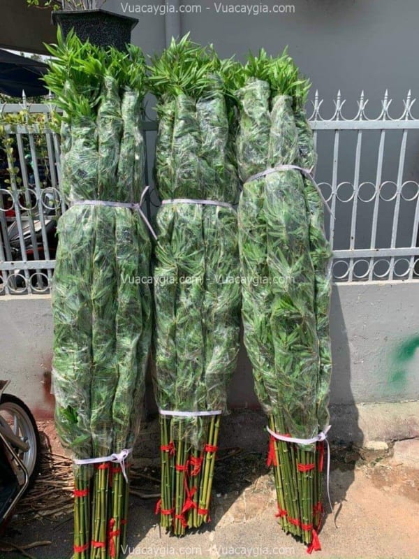 mua cây trúc quân tử giả